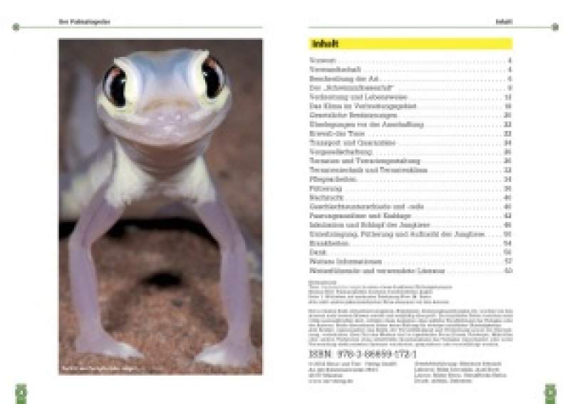Preview: Der Palmatogecko